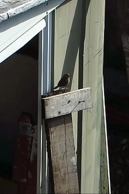 Jardín de piedra poster