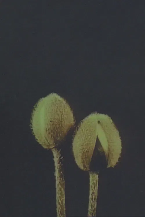 Lin­naeus’ Flow­er Clock poster