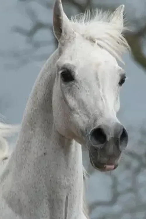 Den perfekta araben poster