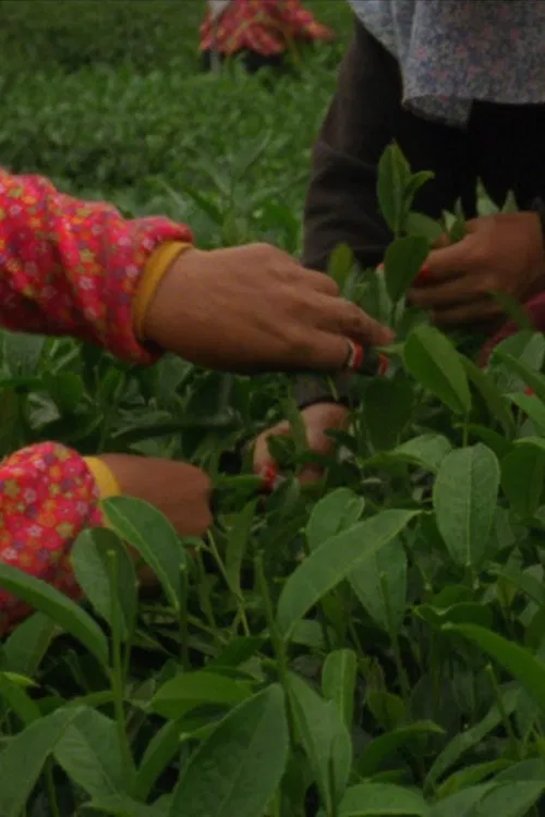Sea of Clouds poster