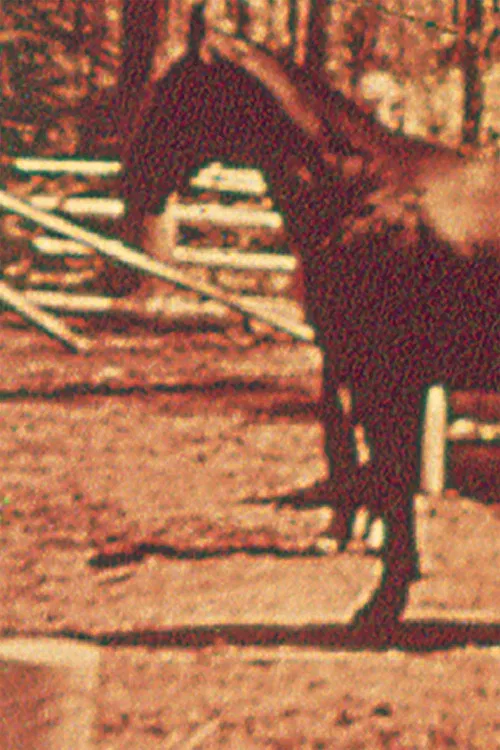 Eleven Different Horses poster