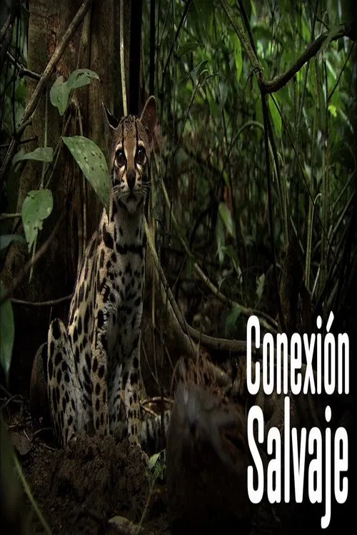 Wild Connection poster