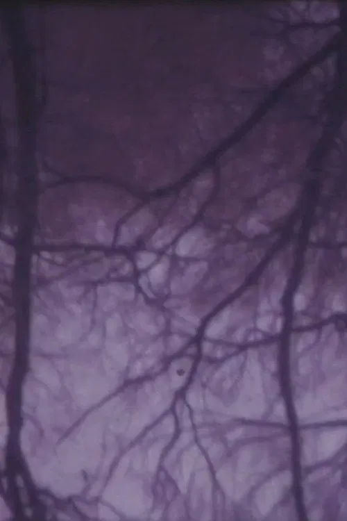 The Burning Tree poster