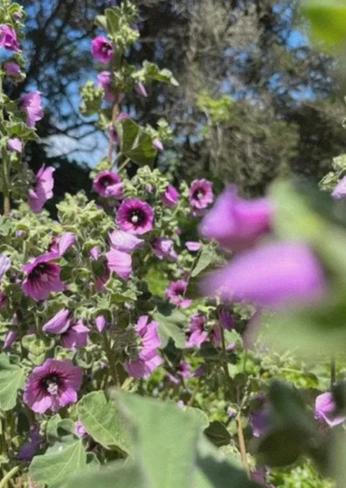 Caracole (for Izcali) poster