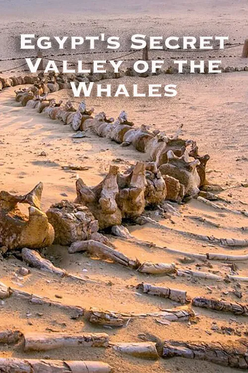 Egypt's Secret Valley of the Whales poster