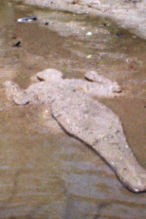 Silueta de Arena poster