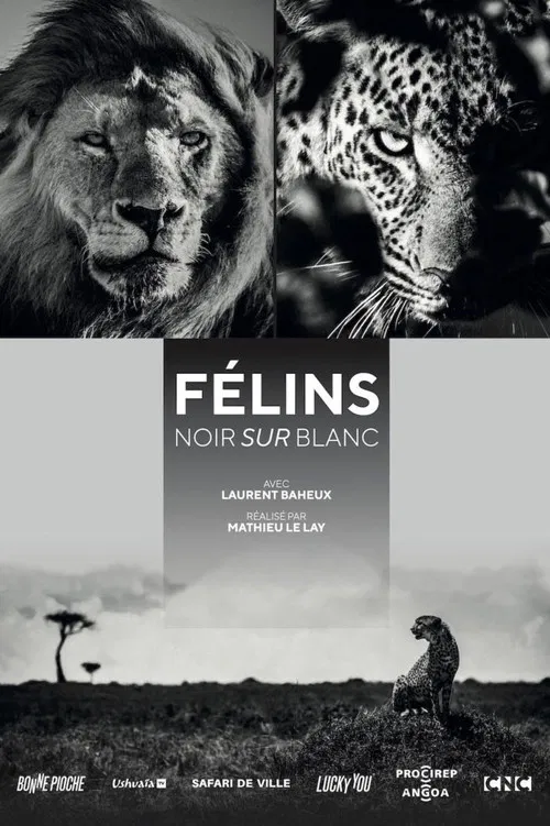 Félins, noir sur blanc poster