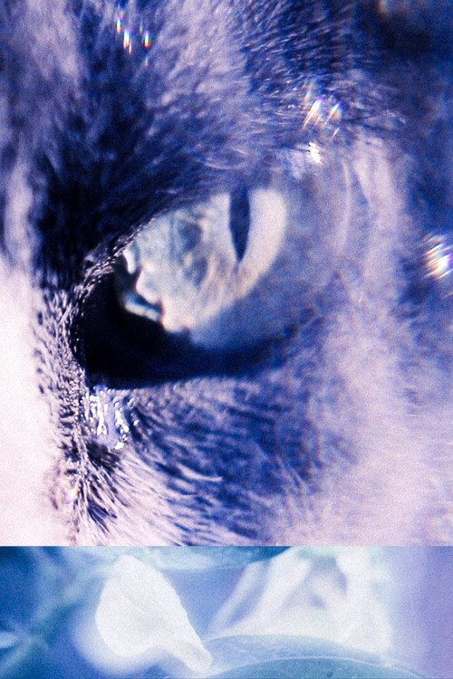 With the Eyes of My Cat poster