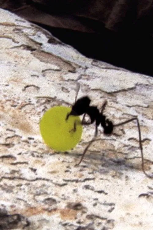 Quarta-Feira da Cinzas poster