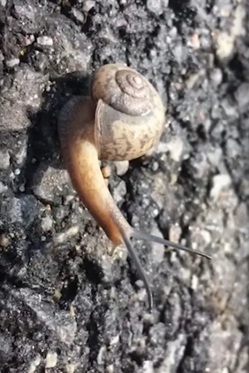 Hong Sangsoo – Winner of the Silver Bear for Best Screenplay poster