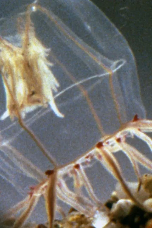 A Small Hydromedusan: Polyorchis Haplus poster