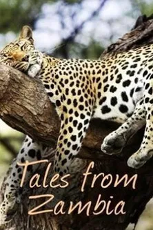Tales from Zambia poster