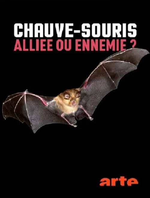Chauve-souris: alliée ou ennemie? poster