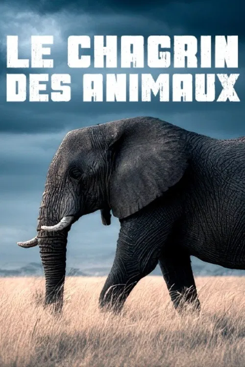 Le chagrin des animaux : mythe ou réalité ? poster