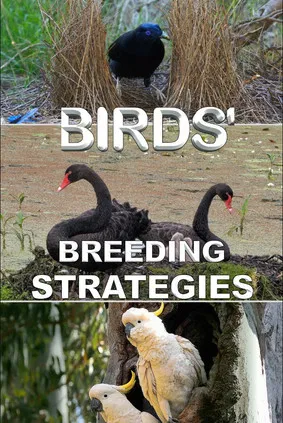 Birds' Breeding Strategies poster