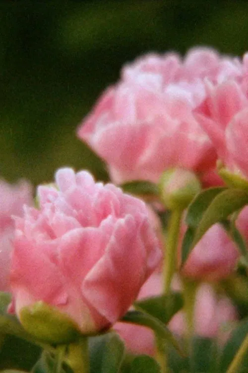 Eclipse in the Garden poster