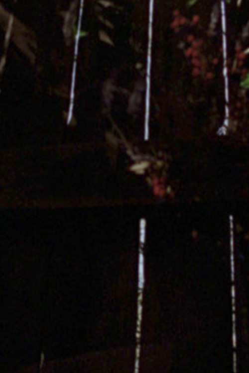 Garden Glimpses poster