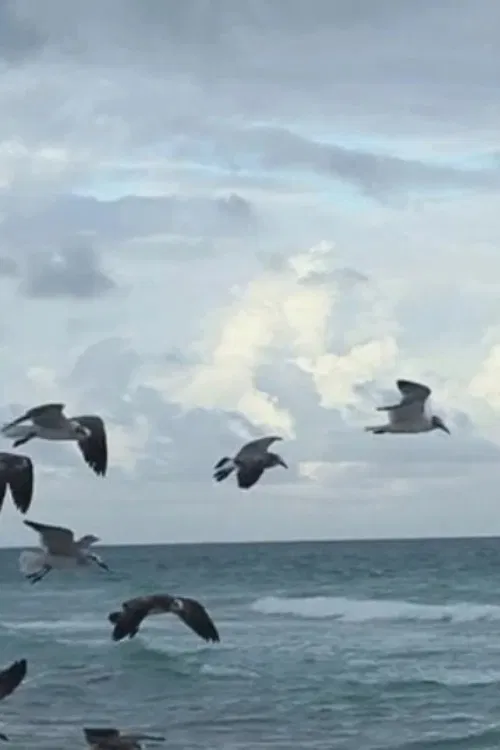 Flying to Nowhere poster