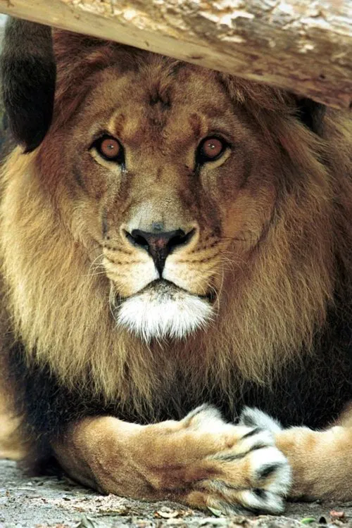 Bongo the Lion profile