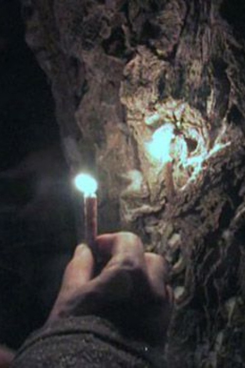 Through the Needles of Coniferous Trees poster