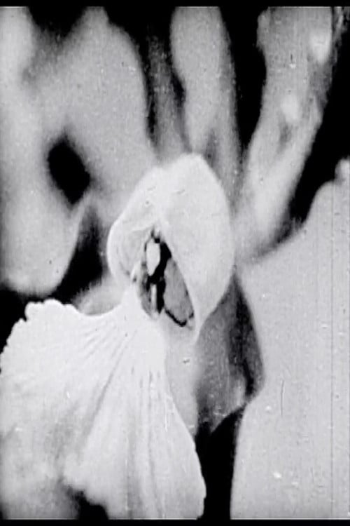 Floral Symphony poster