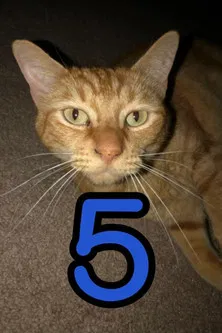 The Adventures of Murphy the Cat #5 poster