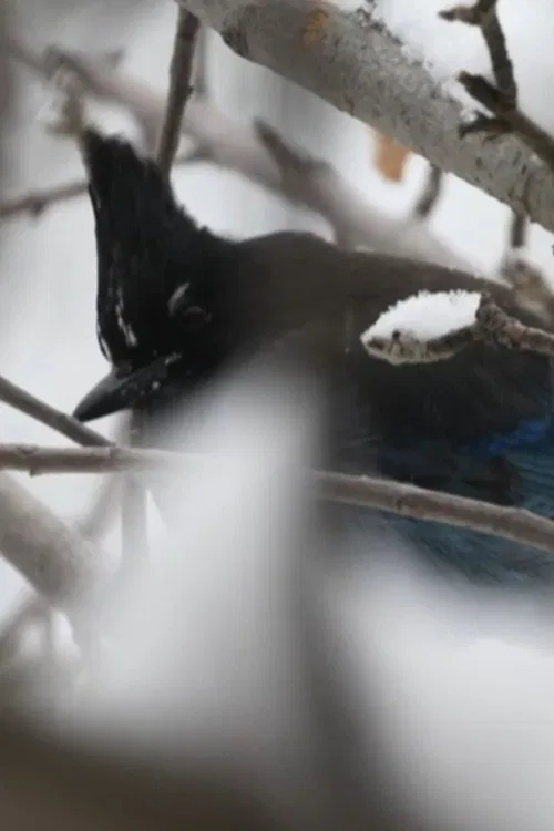 Sacred Mountain poster