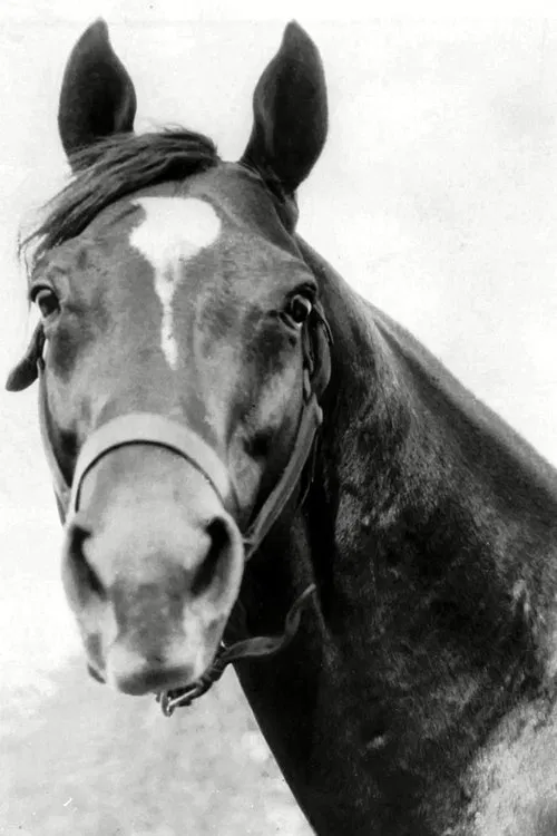 Man o' War profile