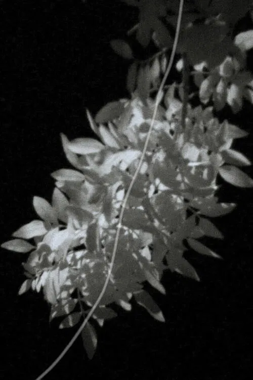 The Eyes of Summer poster