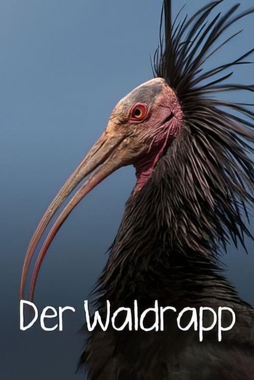 Der Waldrapp: Zugvogel im Aufwind poster