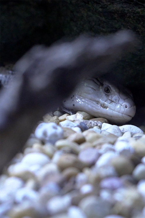 Shadow and Act poster