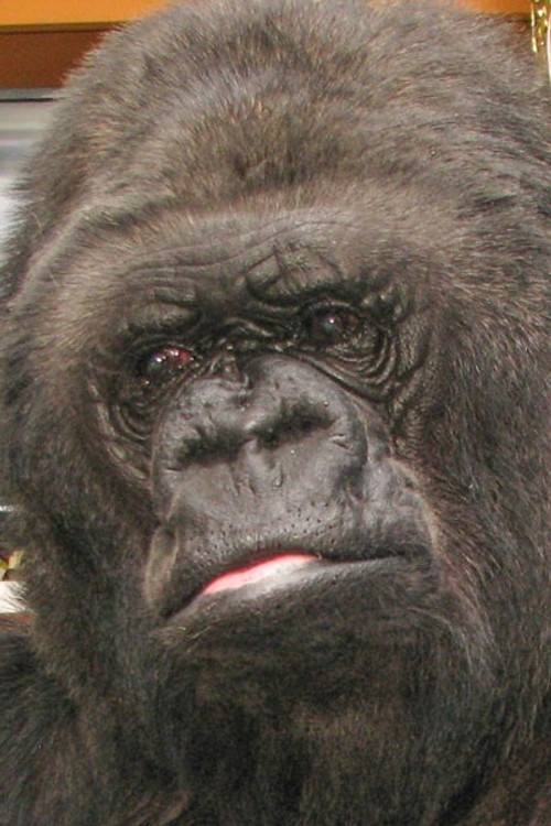 Koko profile
