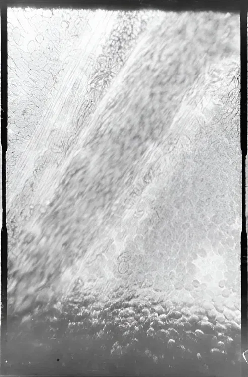 Déplacement des globules de sang dans un vaisseau capillaire poster