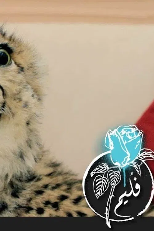 Folaim - Cheetah Wound poster