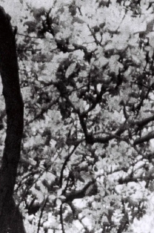 This is for Jonas Mekas poster