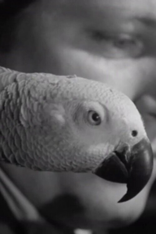 A Journal of the Outdoors No. 11 poster