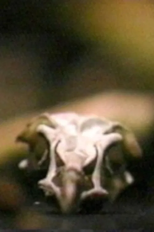 Site/Recite (a prologue) poster