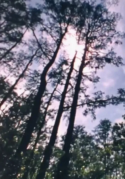 Wilderness: A Country in the Mind poster