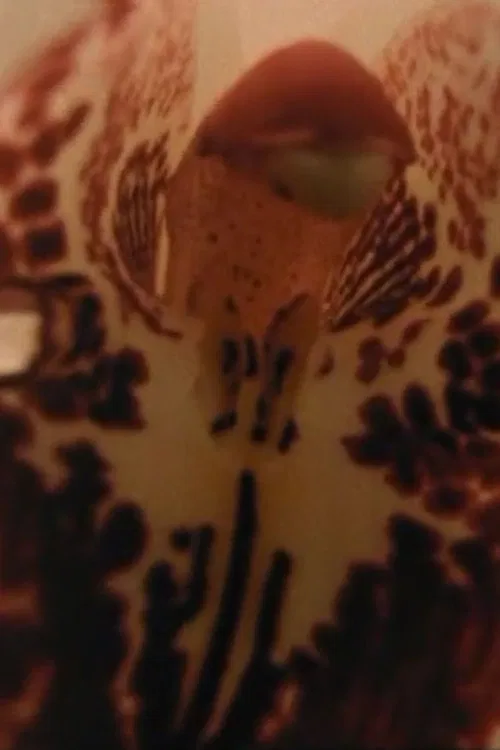 Sometimes, Watching Contemplatively poster