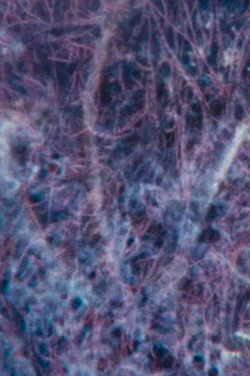 Ecosystem 7 ~ A sedimentary Heat poster