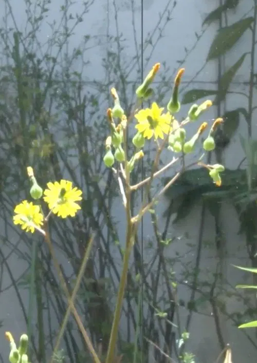 Impressions of Mr. Shirouyasu poster