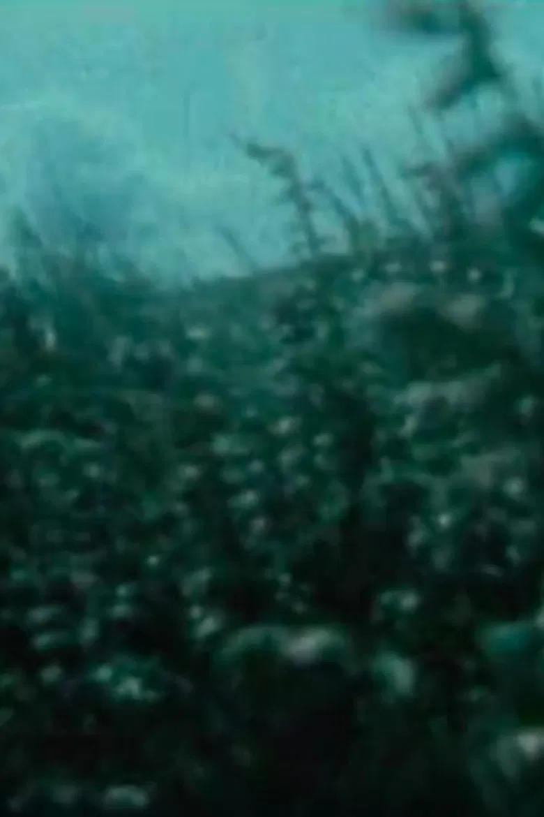 Nature Trail poster background