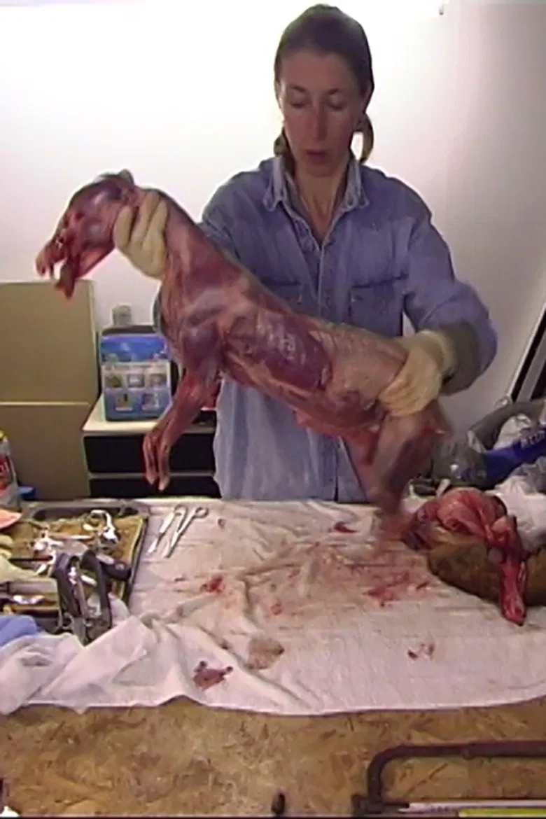 The Reynard Diary poster background