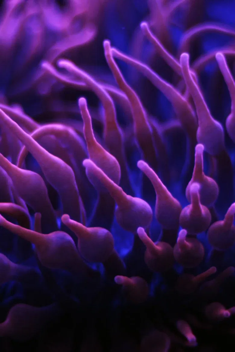 Seas of Pearls poster background