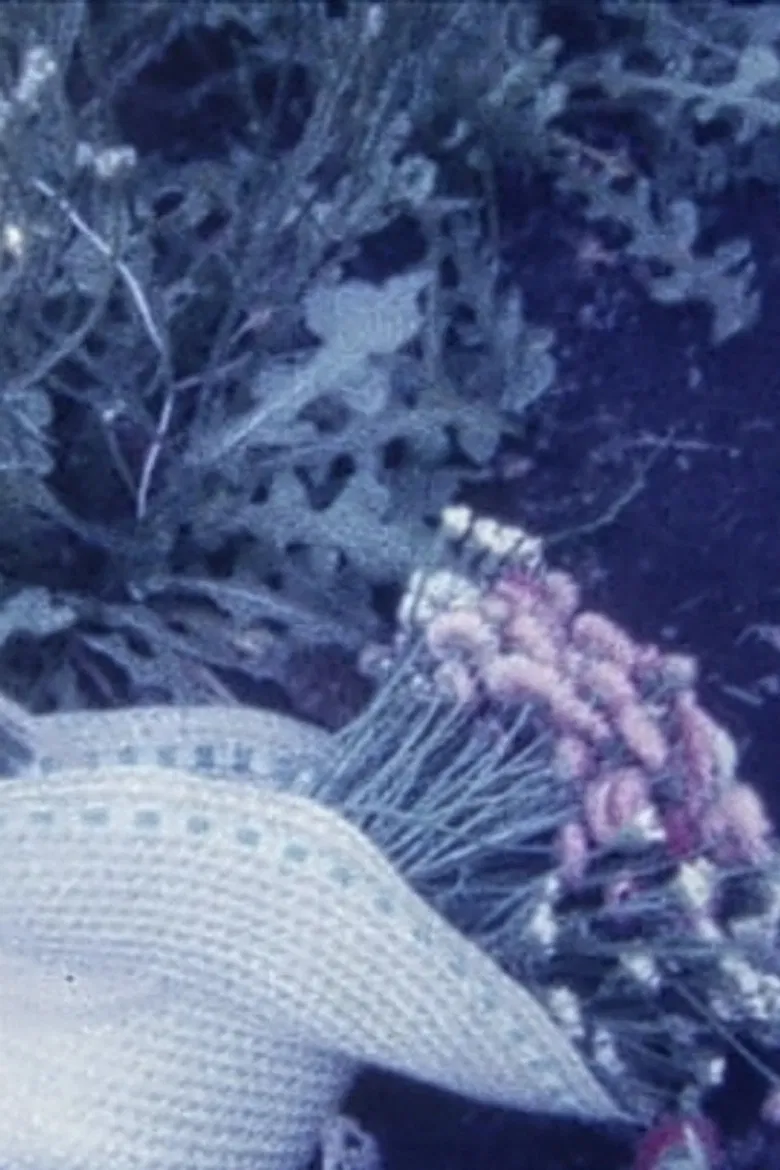 HINA poster background