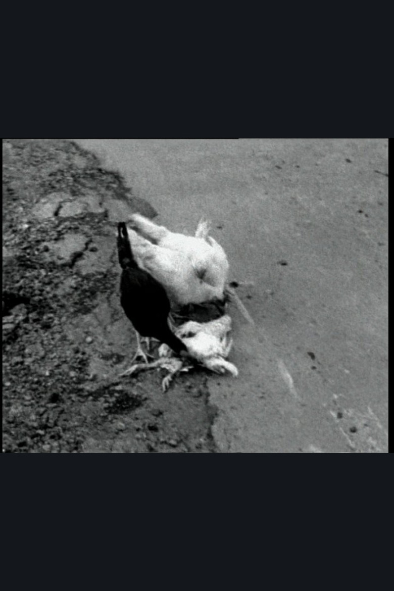 The Delmarva Chicken of Tomorrow poster background