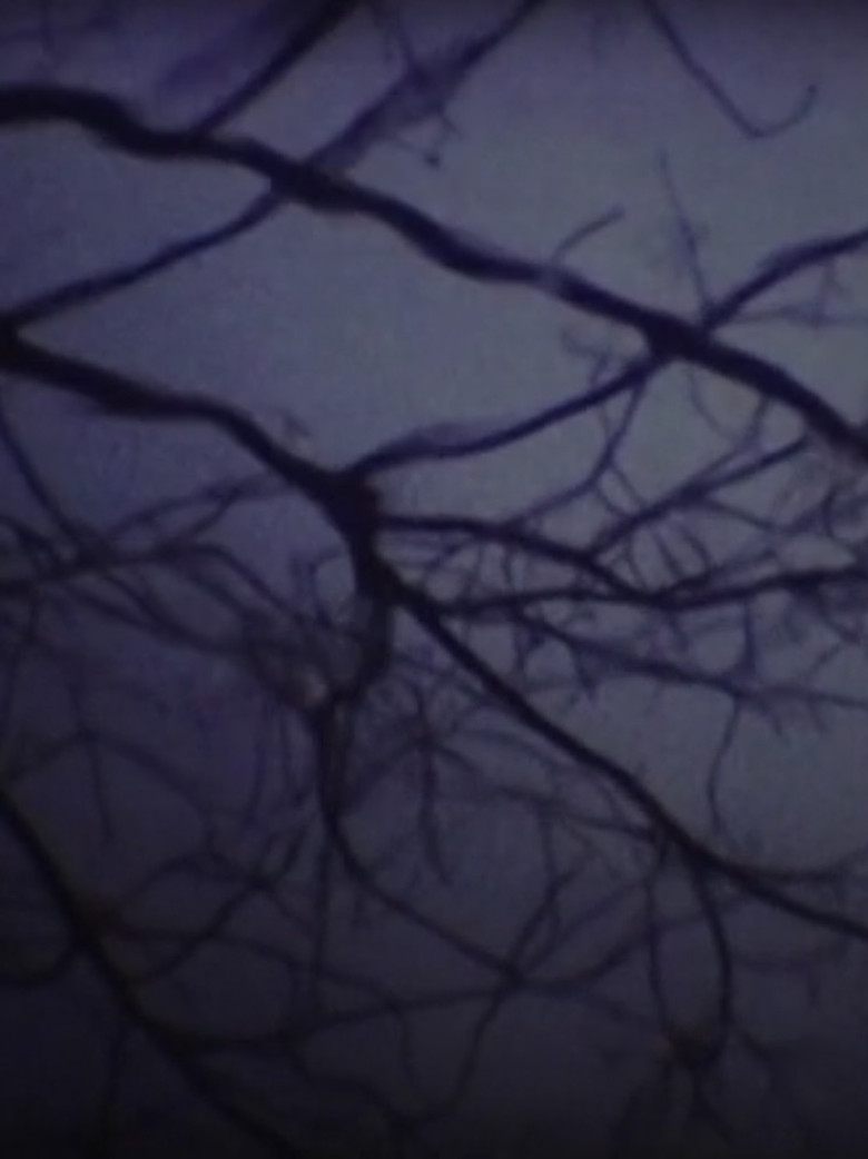 The Luminous Undergrowth poster background