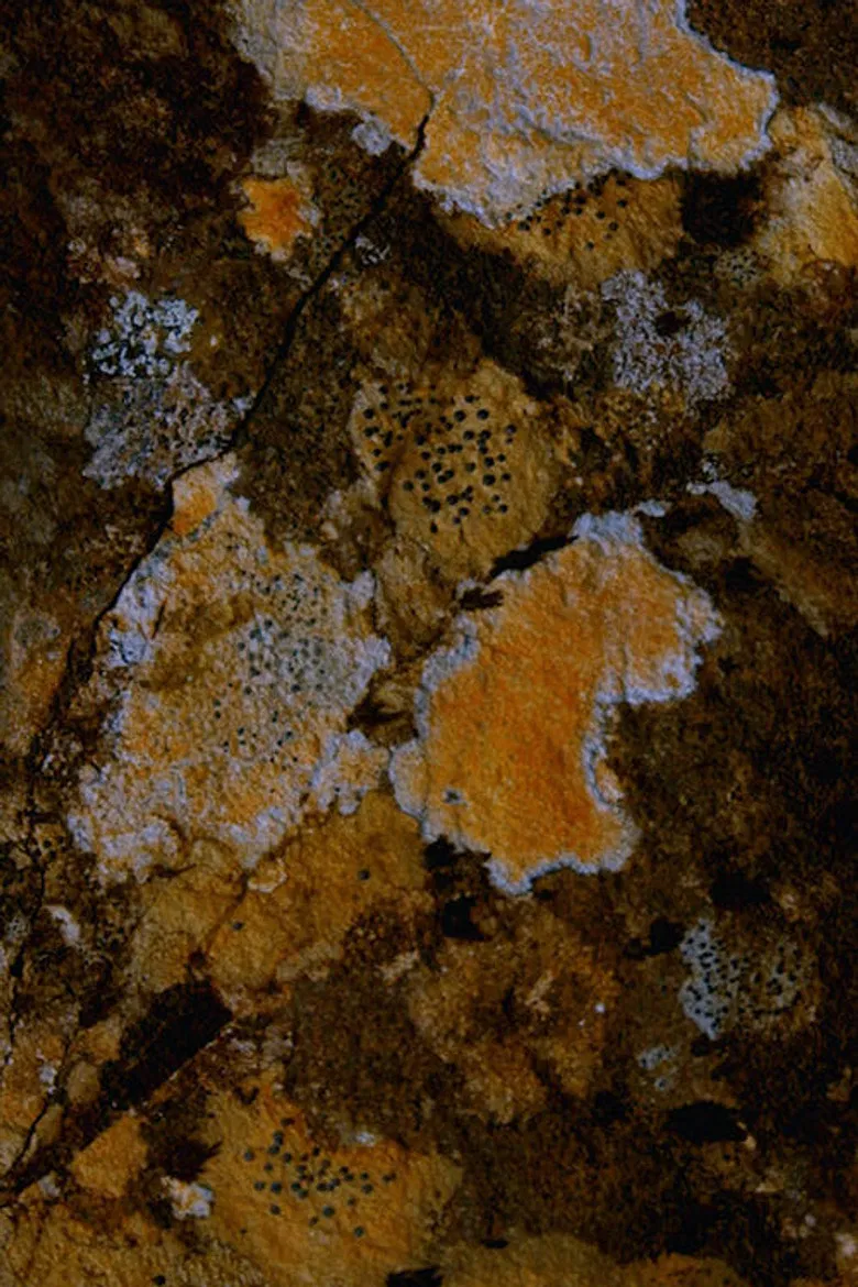 Capture poster background