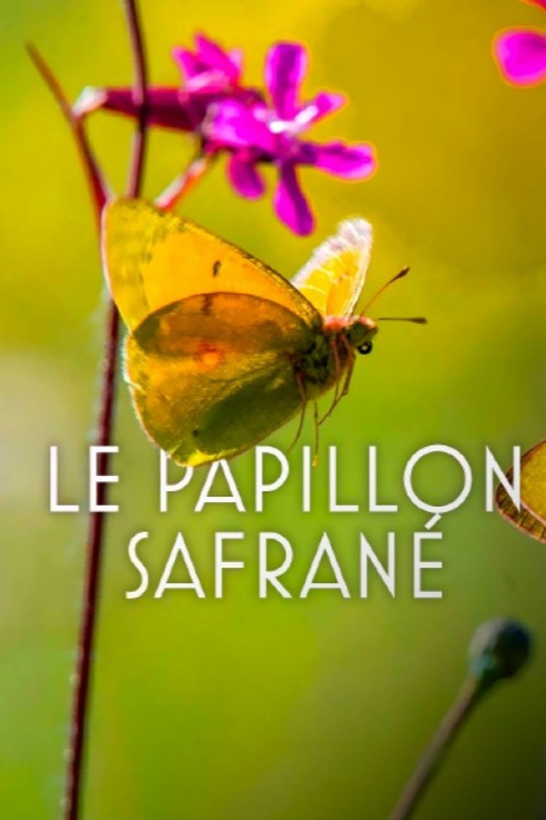 The Story of the Saffron Butterfly poster background