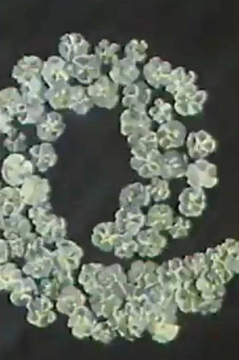 Forget-Me-Nots poster background